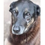 entenda-o-que-aconteceu-com-o-‘cao-orelha’,-morto-por-adolescentes-em-sc