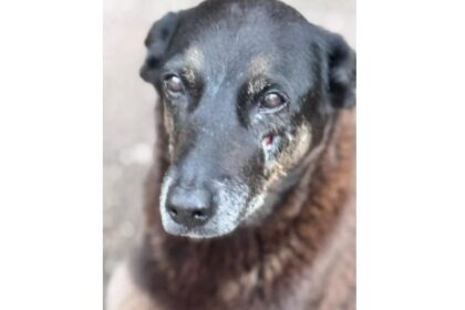 entenda-o-que-aconteceu-com-o-‘cao-orelha’,-morto-por-adolescentes-em-sc