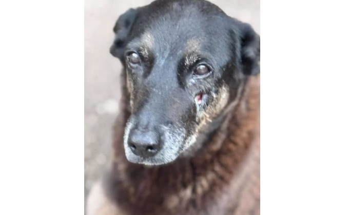 entenda-o-que-aconteceu-com-o-‘cao-orelha’,-morto-por-adolescentes-em-sc