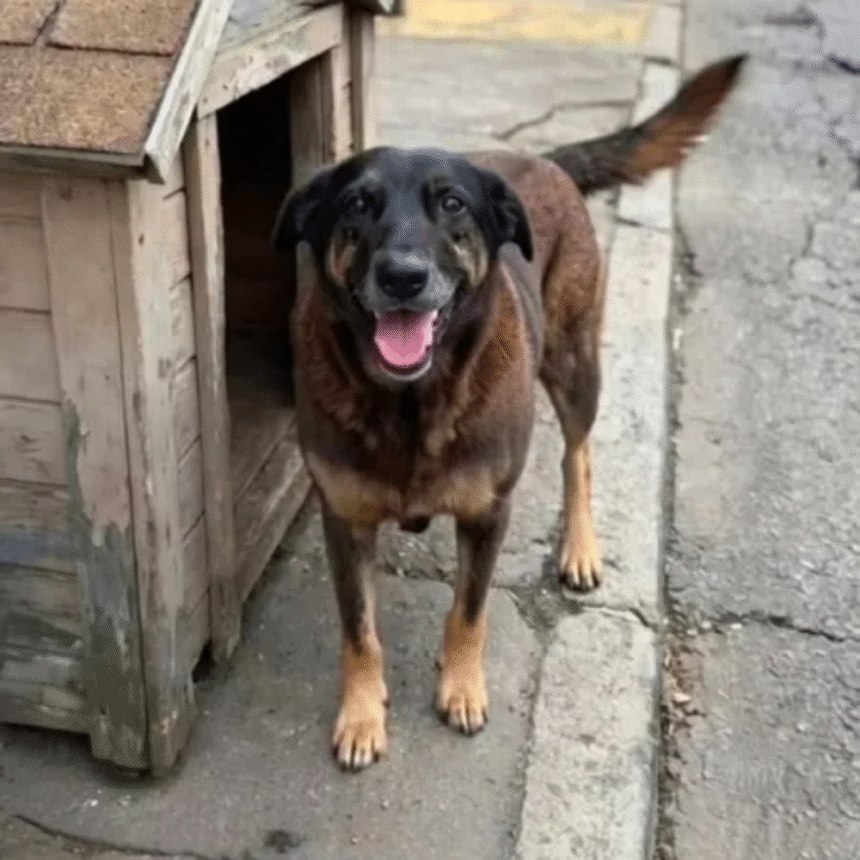 cao-orelha:-policia-pede-internacao-de-adolescente-envolvido-na-morte-do-animal