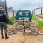 homem-e-detido-e-29-aves-silvestres-sao-resgatadas-pela-pmce-em-caucaia