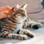 como-gatos-podem-fornecer-chave-para-cura-do-cancer-em-humanos