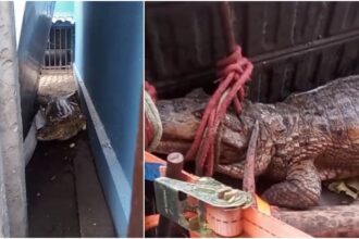 jacare-com-cerca-de-1,5-metro-e-encontrado-por-moradores-perto-de-lagoa-na-grande-fortaleza