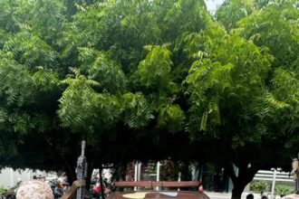 bepi-da-pmce-apreende-espingarda-e-municoes-e-conduz-suspeito-em-aratuba