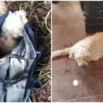 video:-cadela-e-abandonada-em-mata-dentro-de-sacola-com-patas-amarradas,-no-crato