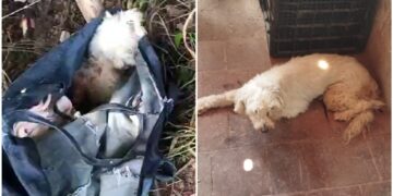 video:-cadela-e-abandonada-em-mata-dentro-de-sacola-com-patas-amarradas,-no-crato