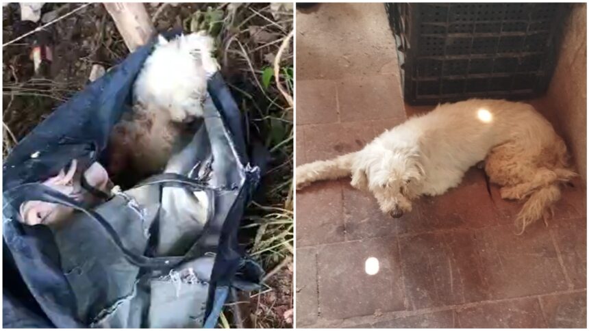 video:-cadela-e-abandonada-em-mata-dentro-de-sacola-com-patas-amarradas,-no-crato