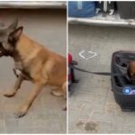 video:-cachorro-encontra-drogas-dentro-de-caixa-de-som-durante-abordagem-policial-a-onibus