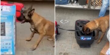 video:-cachorro-encontra-drogas-dentro-de-caixa-de-som-durante-abordagem-policial-a-onibus