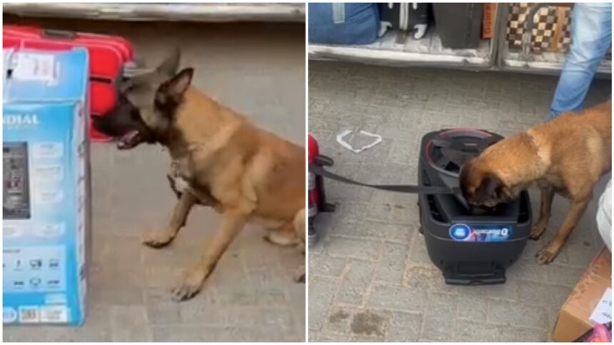 video:-cachorro-encontra-drogas-dentro-de-caixa-de-som-durante-abordagem-policial-a-onibus
