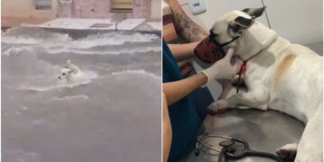 Cão arrastado por correnteza durante forte chuva sobrevive e é resgatado