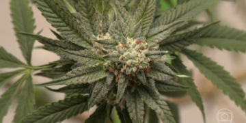 Maconha cresce, cocaína e crack se estabilizam: como os brasileiros aumentaram o consumo de drogas nos últimos 11 anos